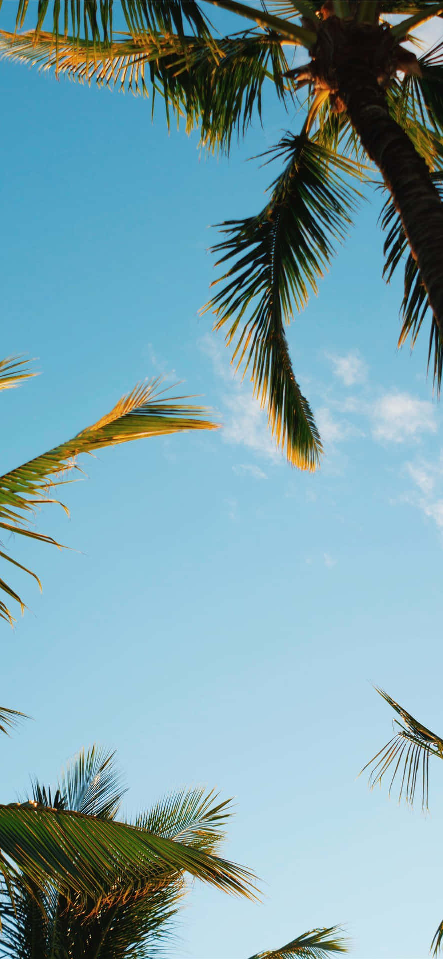Disfrutade Una Escapada A La Playa En La Palma De Tu Mano Con Un Iphone Tropical. Fondo de pantalla