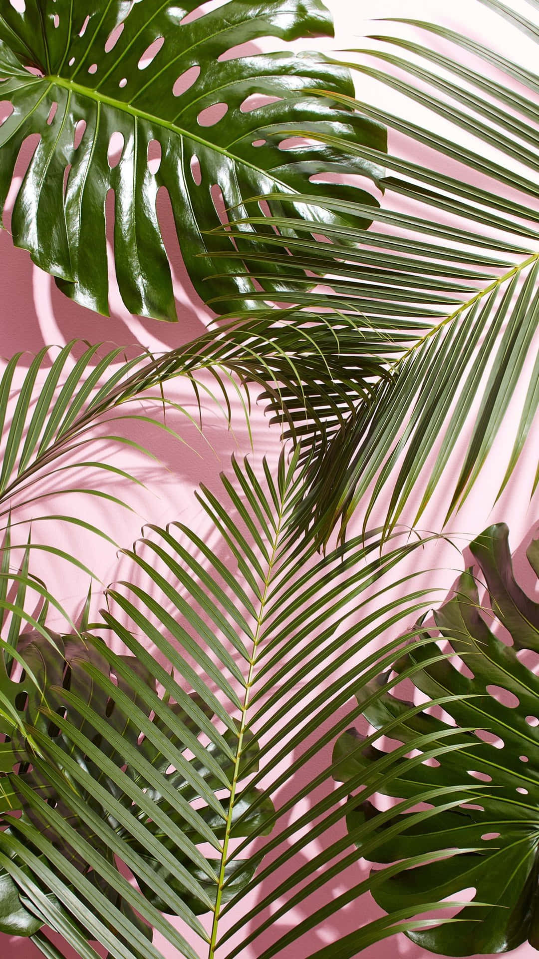 Tropical Leaves On A Pink Background Wallpaper