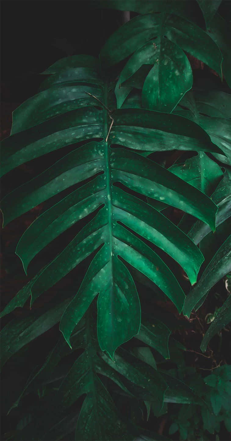 Get away from it all with Tropical Iphone Wallpaper