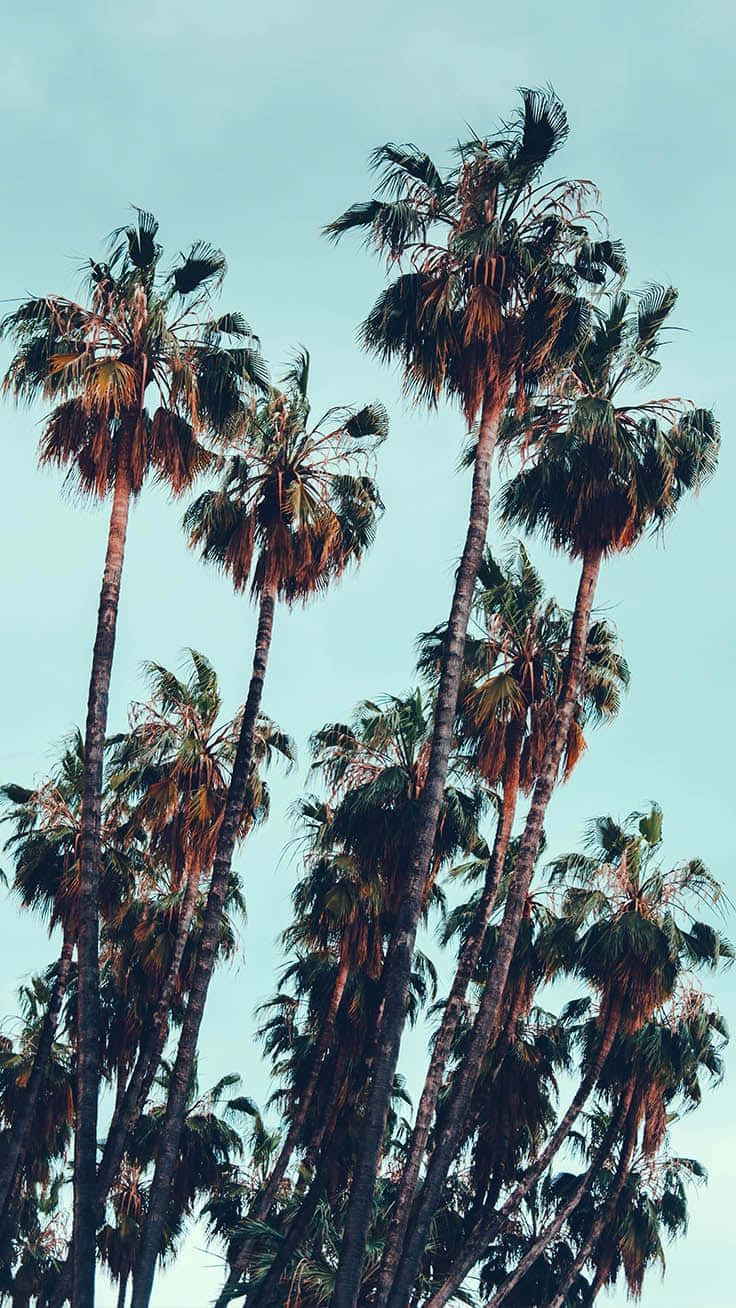 Enjoy a burst of summer vibes with the Tropical Iphone Wallpaper