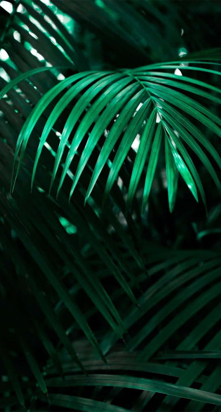 Relax and Unwind with a Tropical Iphone Wallpaper