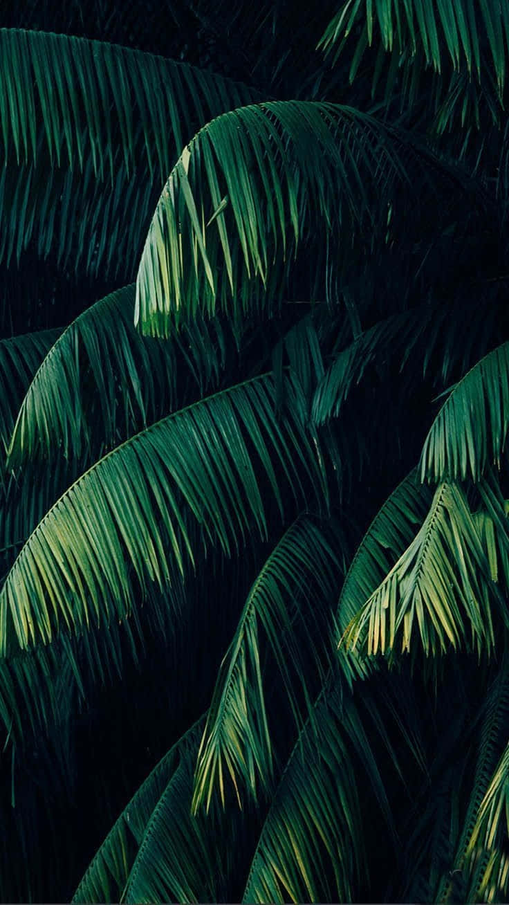 Embrace the Tropics on Your Screen Wallpaper