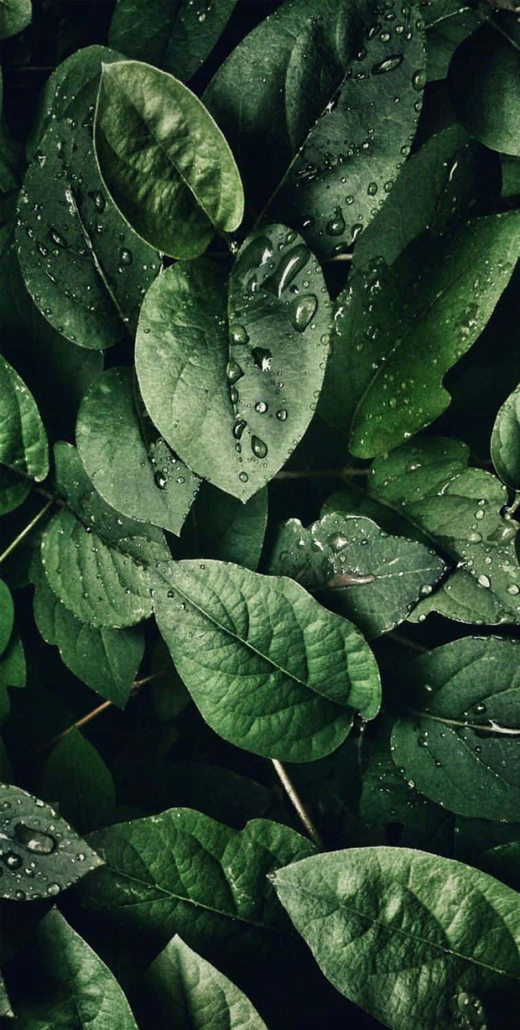 Green Leaves With Water Droplets On Them Wallpaper