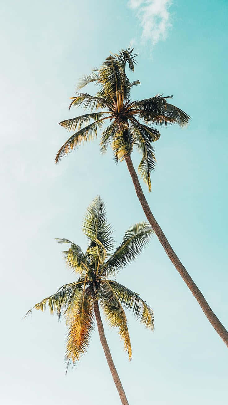 Get Away from It All With this Tropical Themed Iphone Case Wallpaper