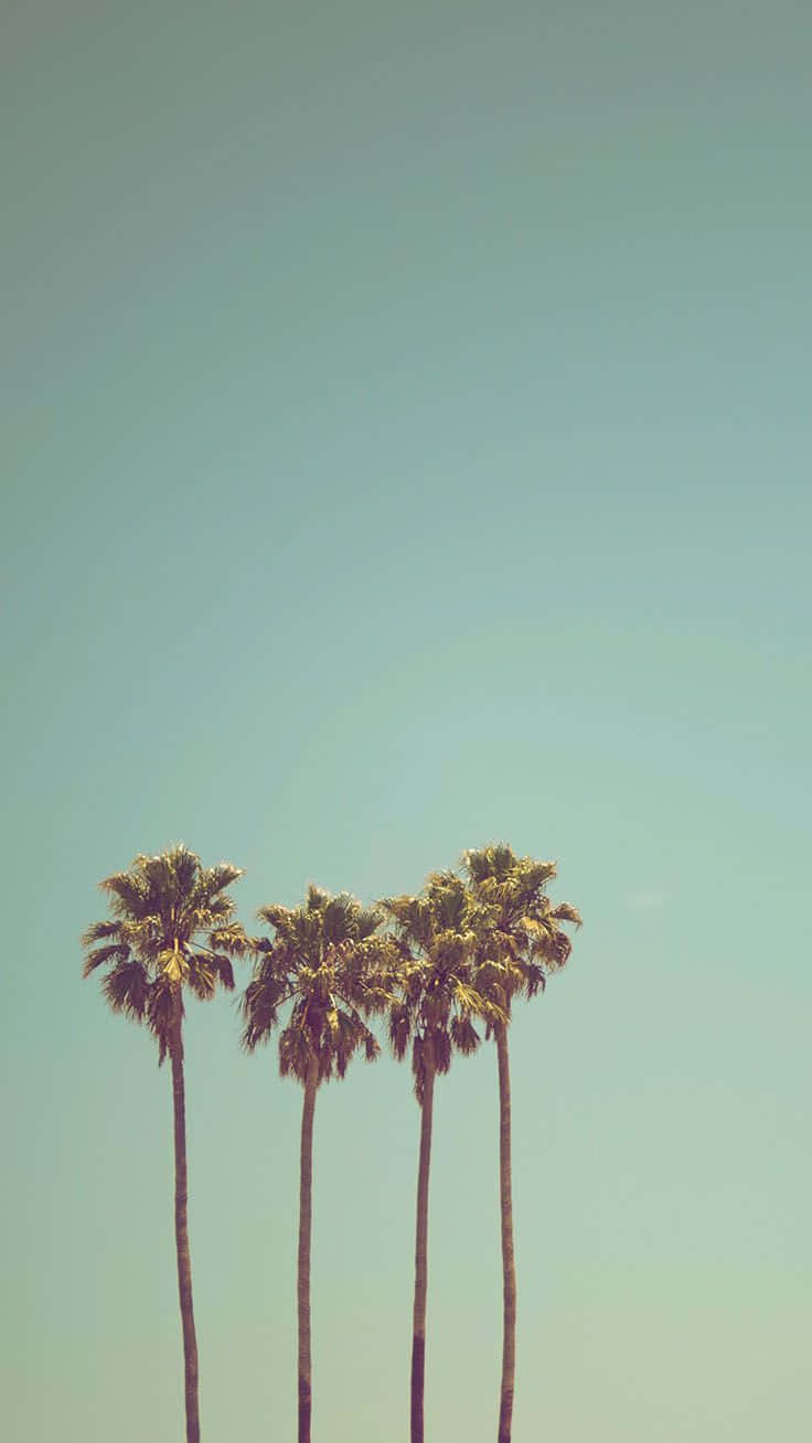 Three Palm Trees Standing In A Row Against A Blue Sky Wallpaper