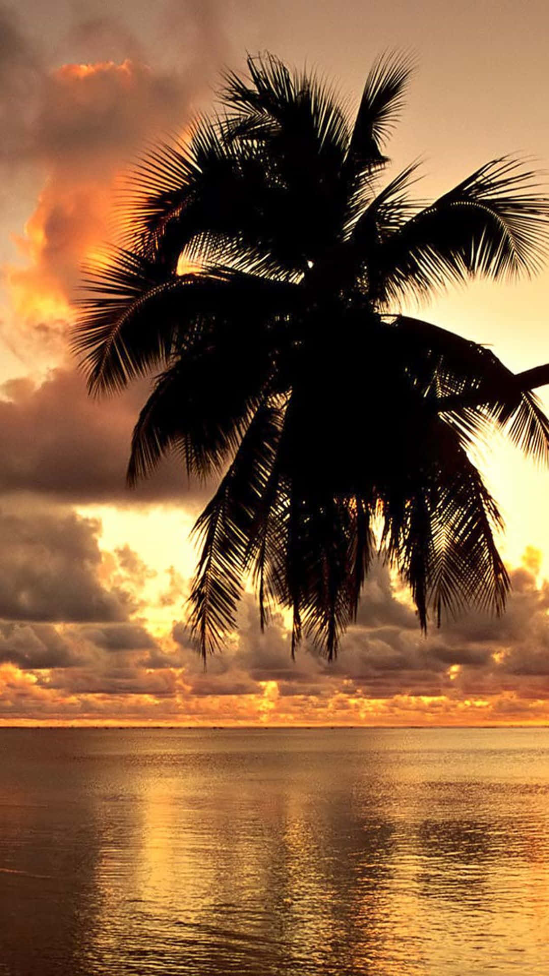 Silhouettedi Cocco Su Spiaggia Al Tramonto Tropicale Per Iphone Sfondo