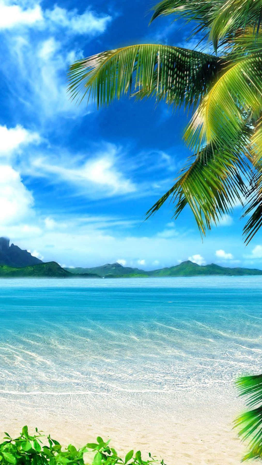 A Beach With Palm Trees And Water Wallpaper