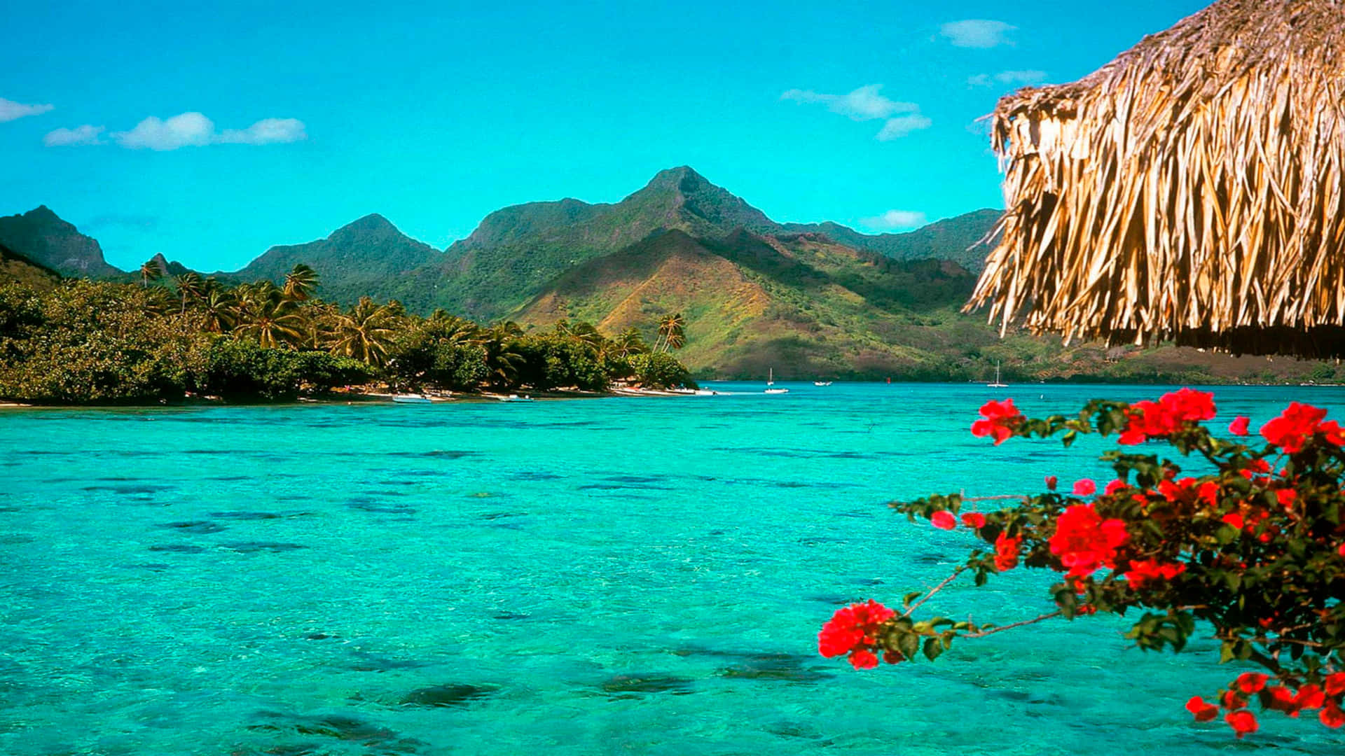 Feel the Calm and Serenity of a Tropical Island Wallpaper