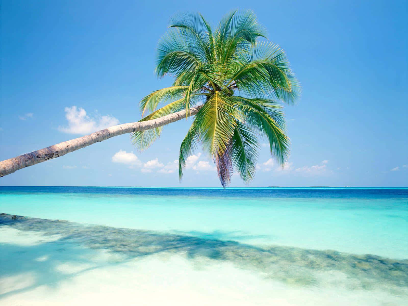 Image  Idyllic White Sandy Beach With The Glistening Clear Waters of a Tropical Island Wallpaper