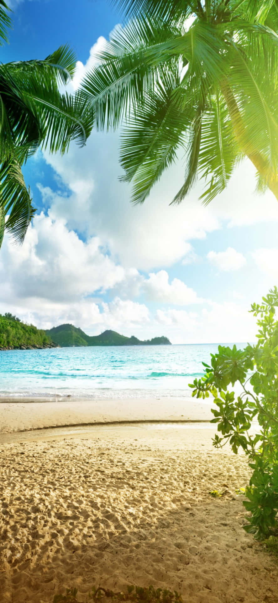 Tropical Beach With Palm Trees And Ocean Wallpaper