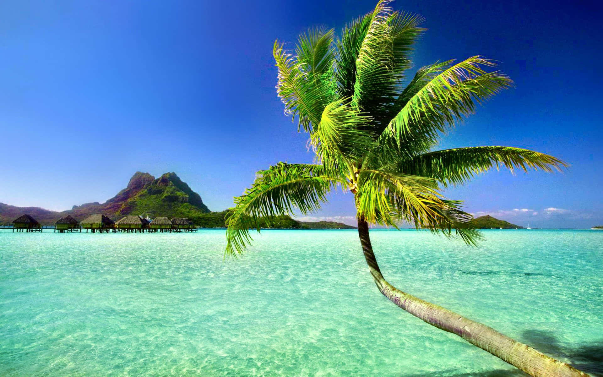 Tropical Island Palm Trees Blue Green Beach Wallpaper
