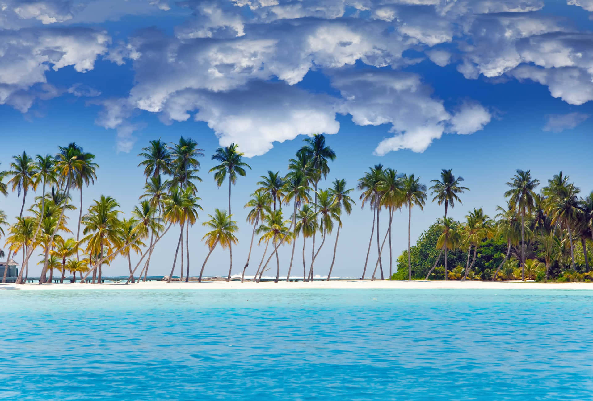 Tropical Island Palm Trees Wallpaper