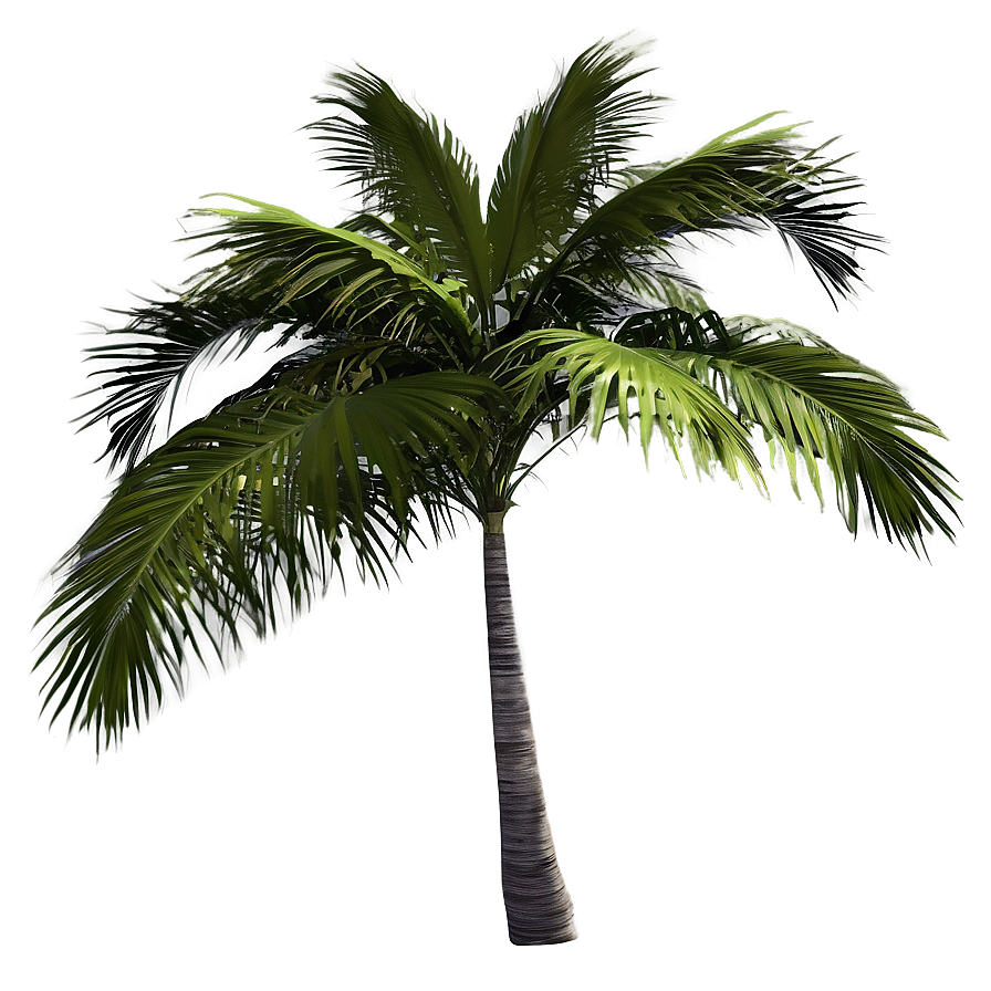 Tropical Island Palms Png Vuq38 PNG