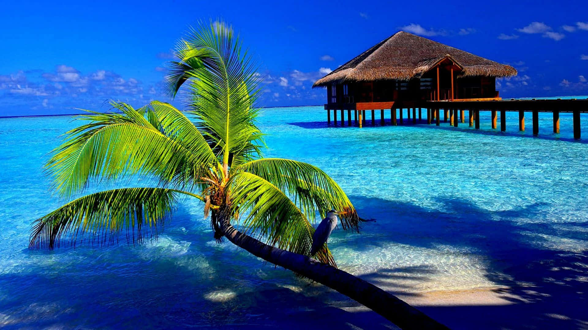 Svøm i solen og skønheden fra et tropisk ø paradis. Wallpaper
