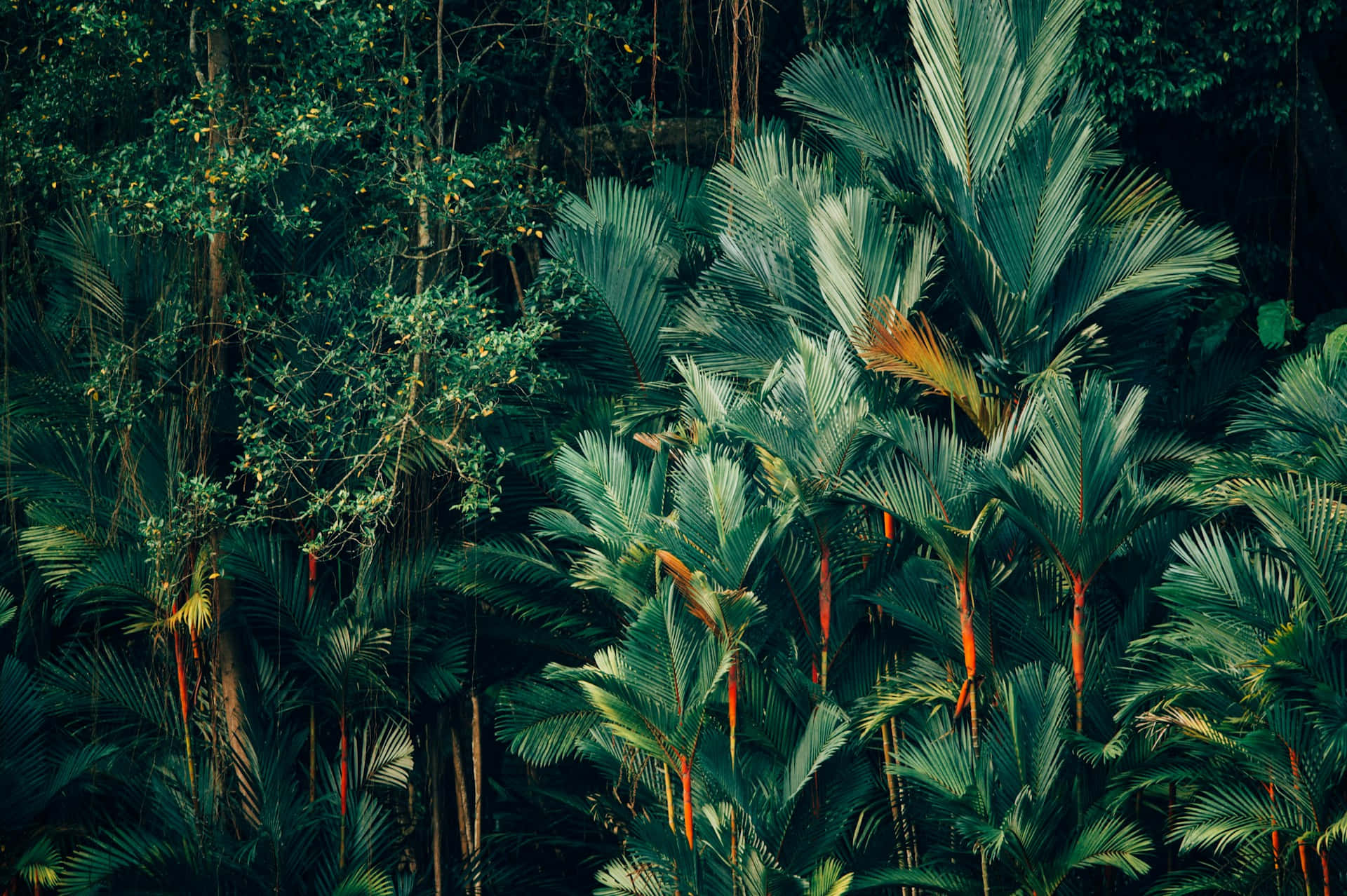 Tropical_ Jungle_ Foliage Wallpaper