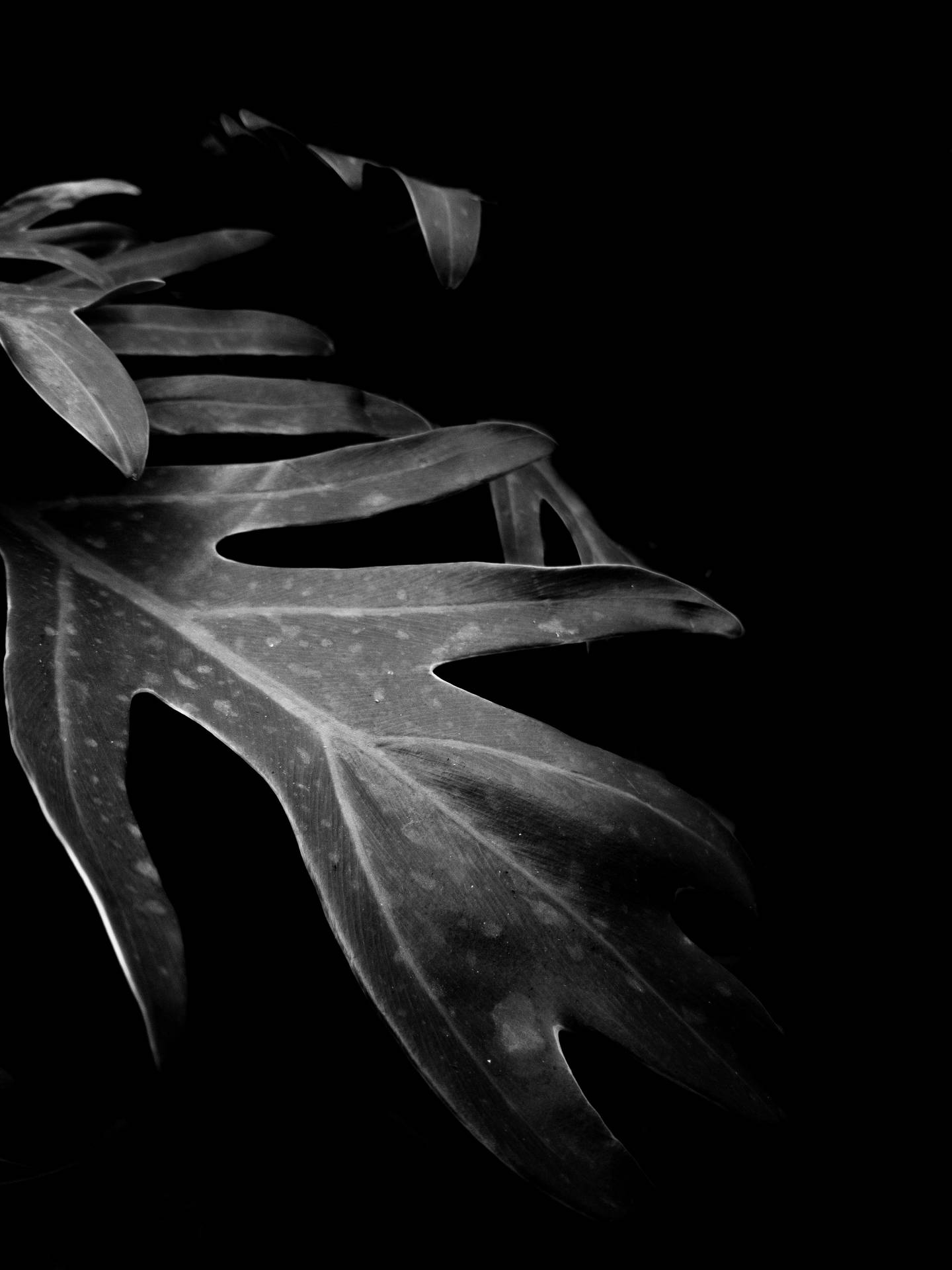 Tropical Leaf In Solid Black Wallpaper