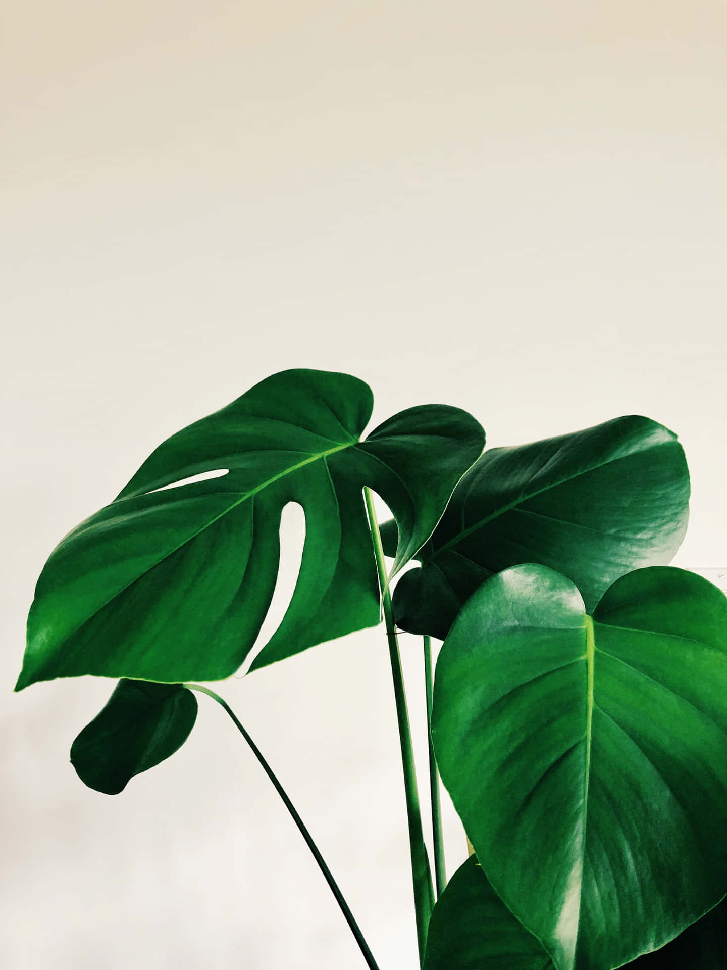 En stor plante med grønne blade på et hvidt baggrund
