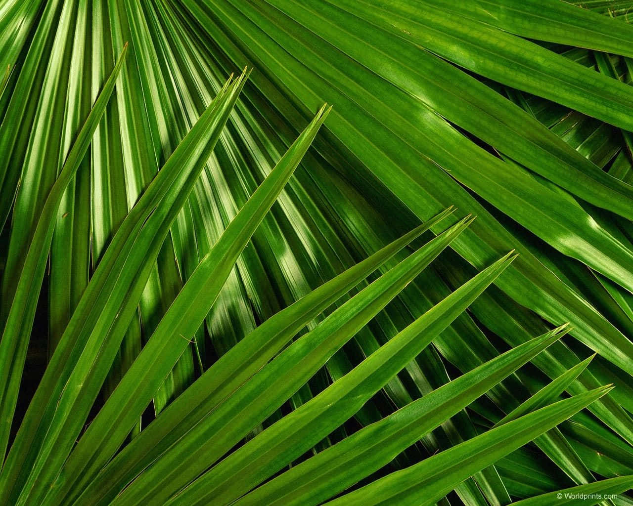 A vibrant array of tropical leaves in bright colors and textures Wallpaper
