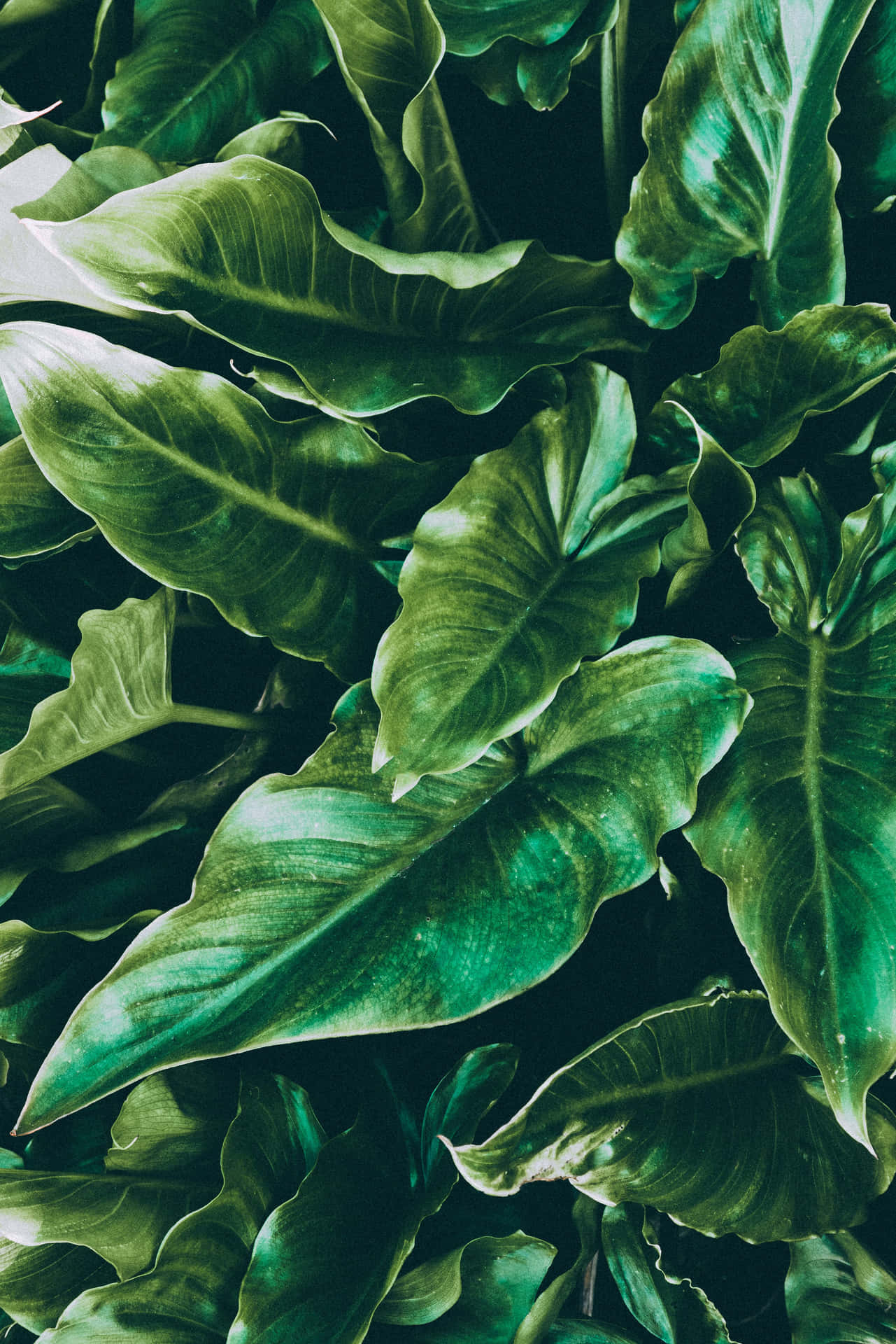 Etnærbillede Af En Plante Med Grønne Blade Wallpaper