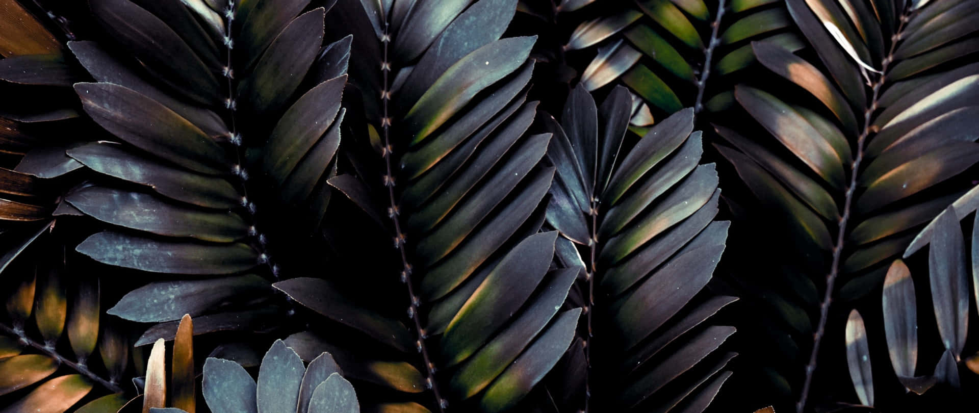 Feel the freshness of tropical leaves on your desktop Wallpaper