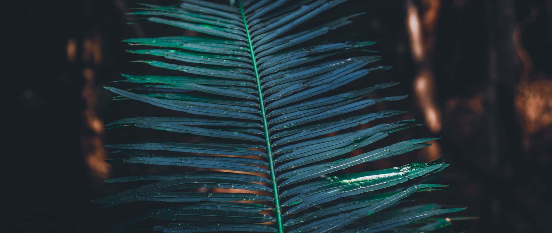 Exotic Tropical Leaves Adorning Desktop Wallpaper