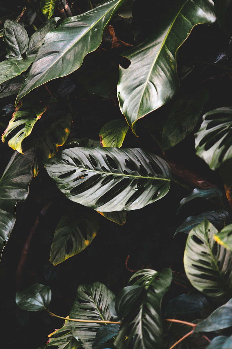 Refreshing tropical leaves on a desktop. Wallpaper