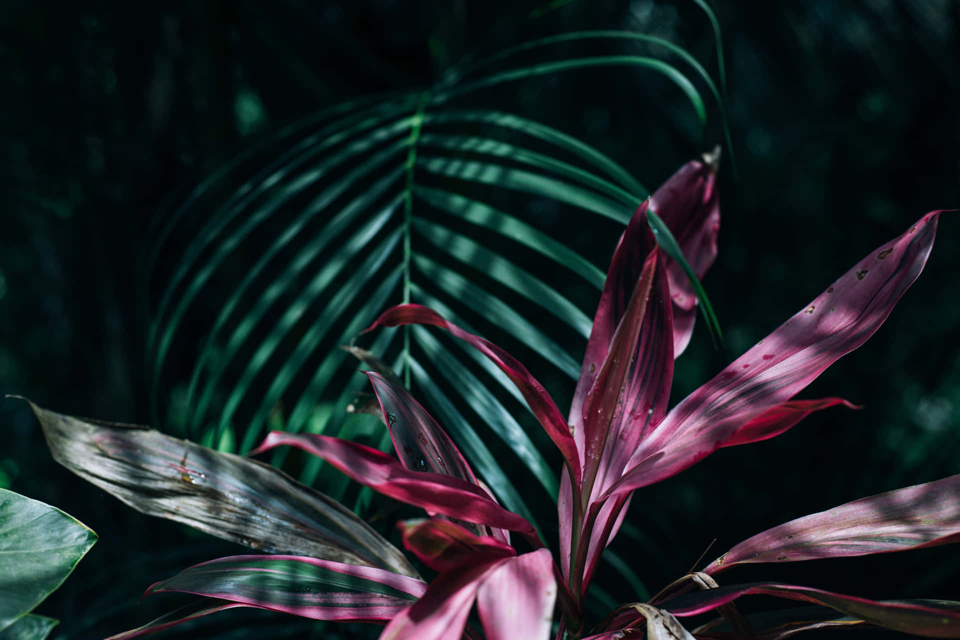 Close-up of lush, tropical leaves in vibrant hues of green Wallpaper