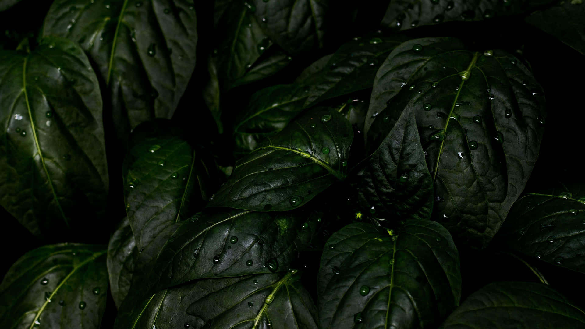 Get Lost in the Scenery of Tropical Leaves on Your Desktop Wallpaper