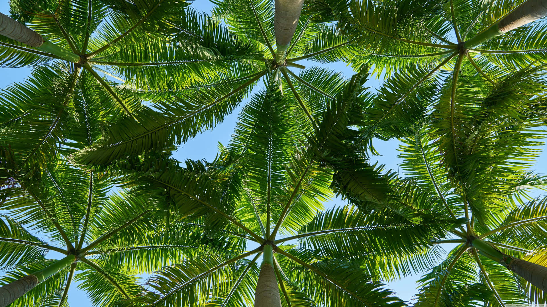 Tropical Leaves and Natural Beauty for Your Desktop Wallpaper