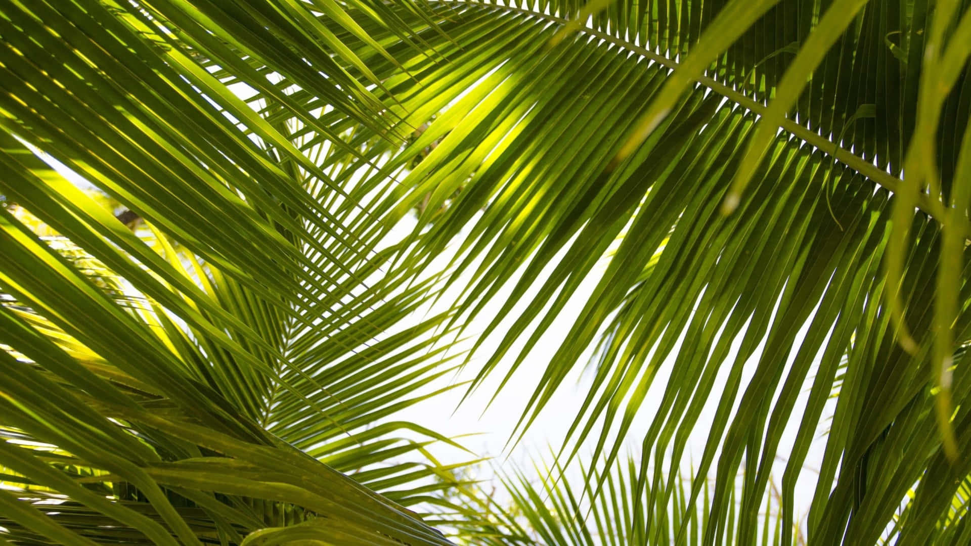 Green tropical leaves against a blue sky. Wallpaper