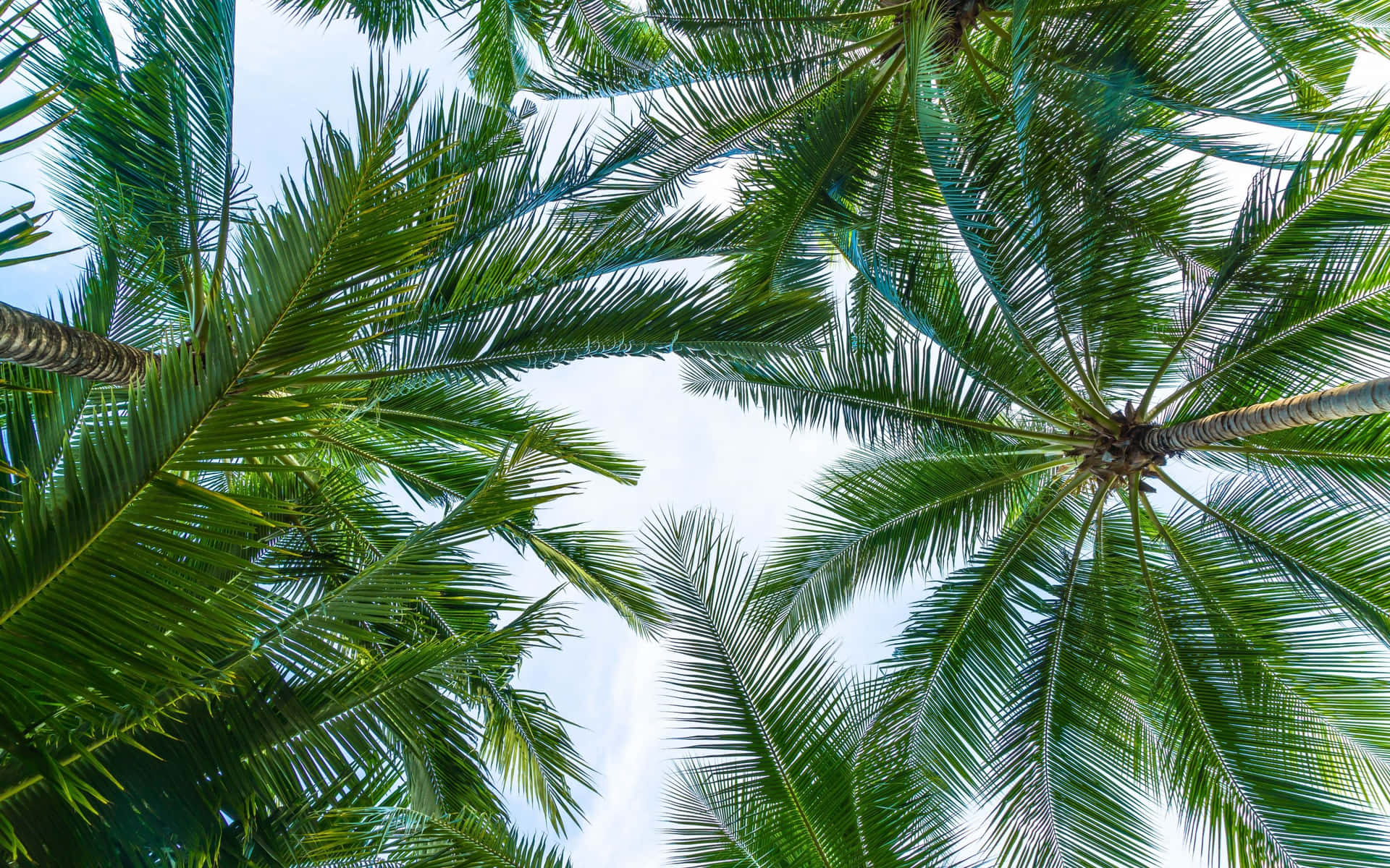 Enjoy the Beauty of Tropical Leaves from Your Desktop Wallpaper