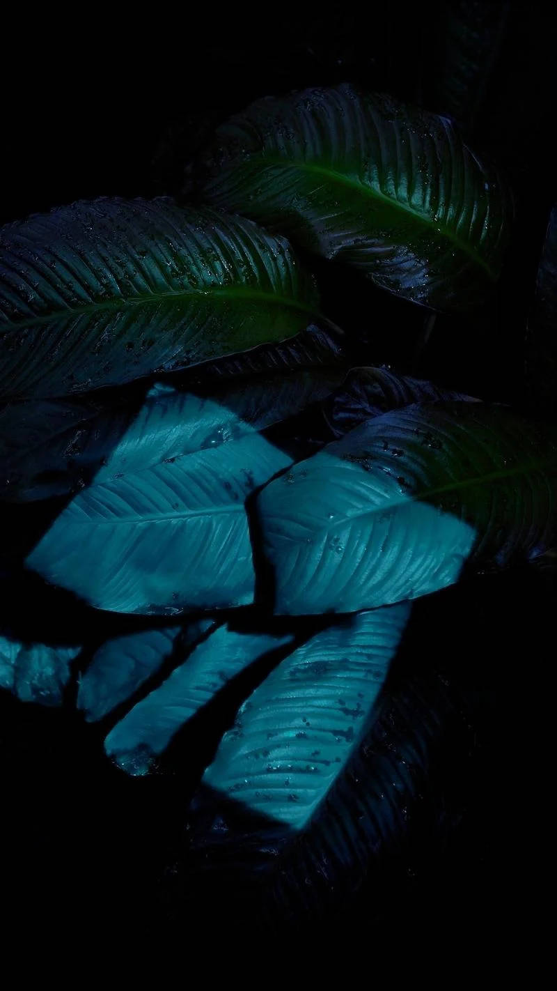 Tropical Leaves Night Rain Wallpaper