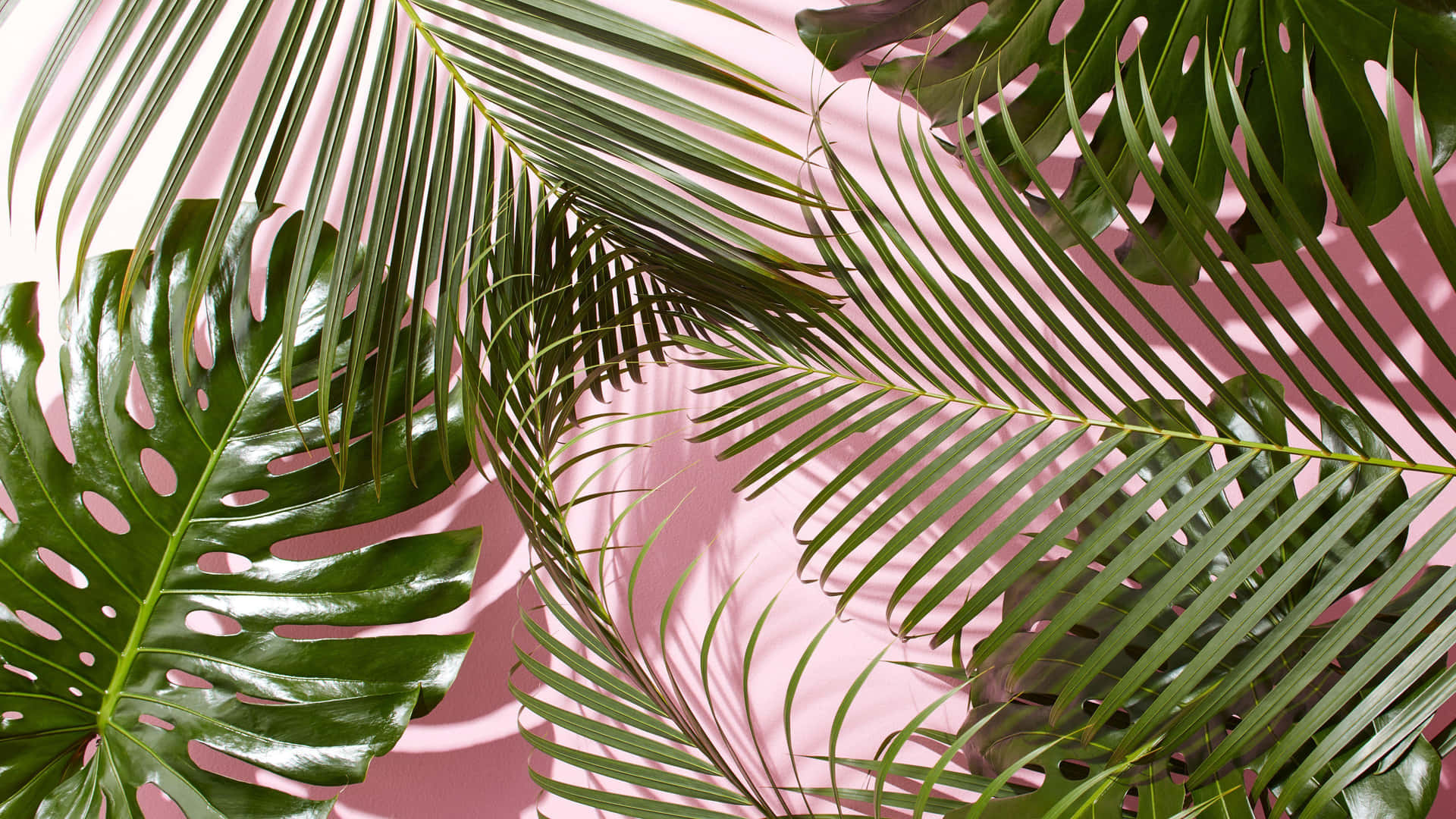 Tropical Leaves Pink Backdrop Vintage Soft Aesthetic Wallpaper
