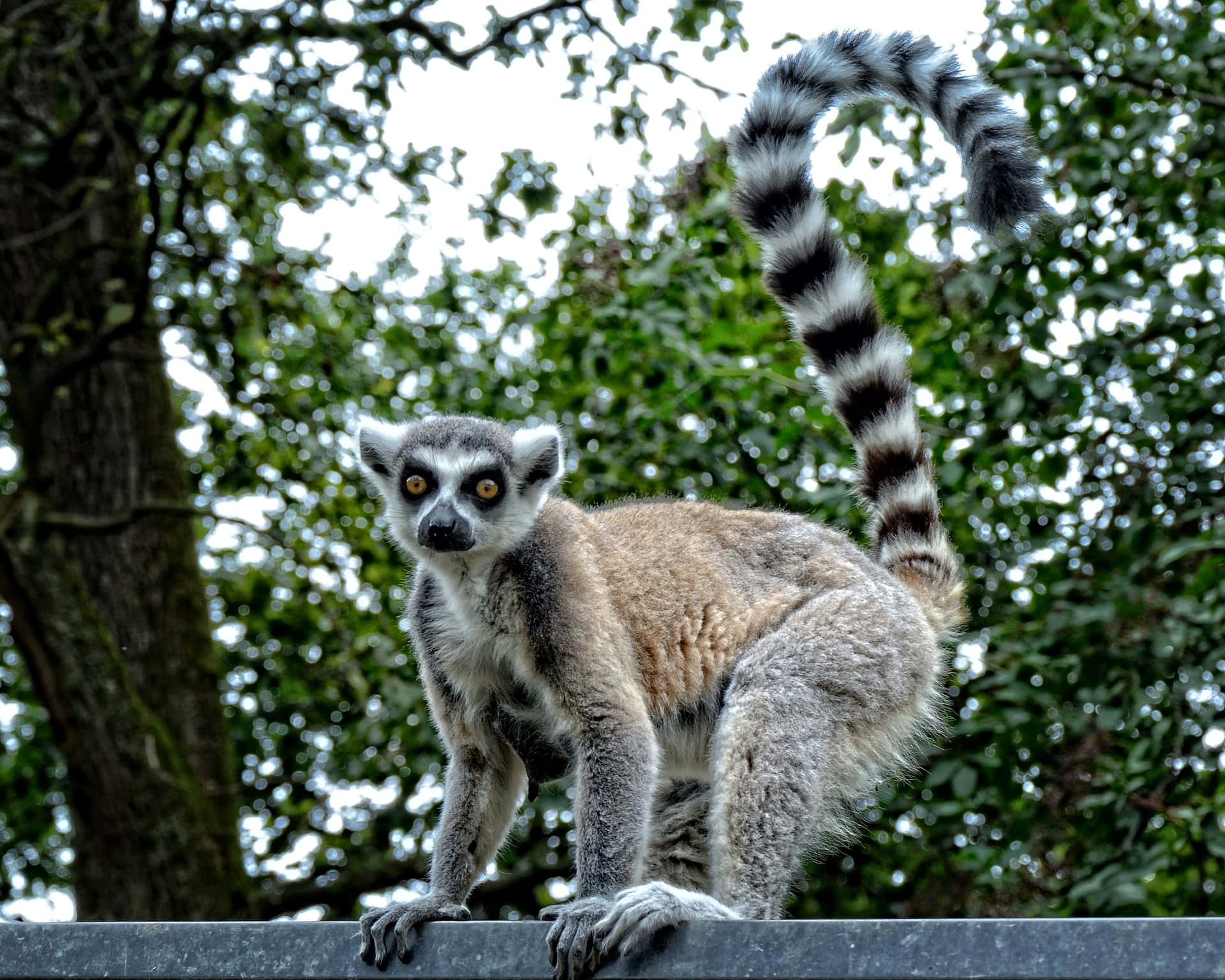 Tropical Lemur Perched In A Tree Wallpaper
