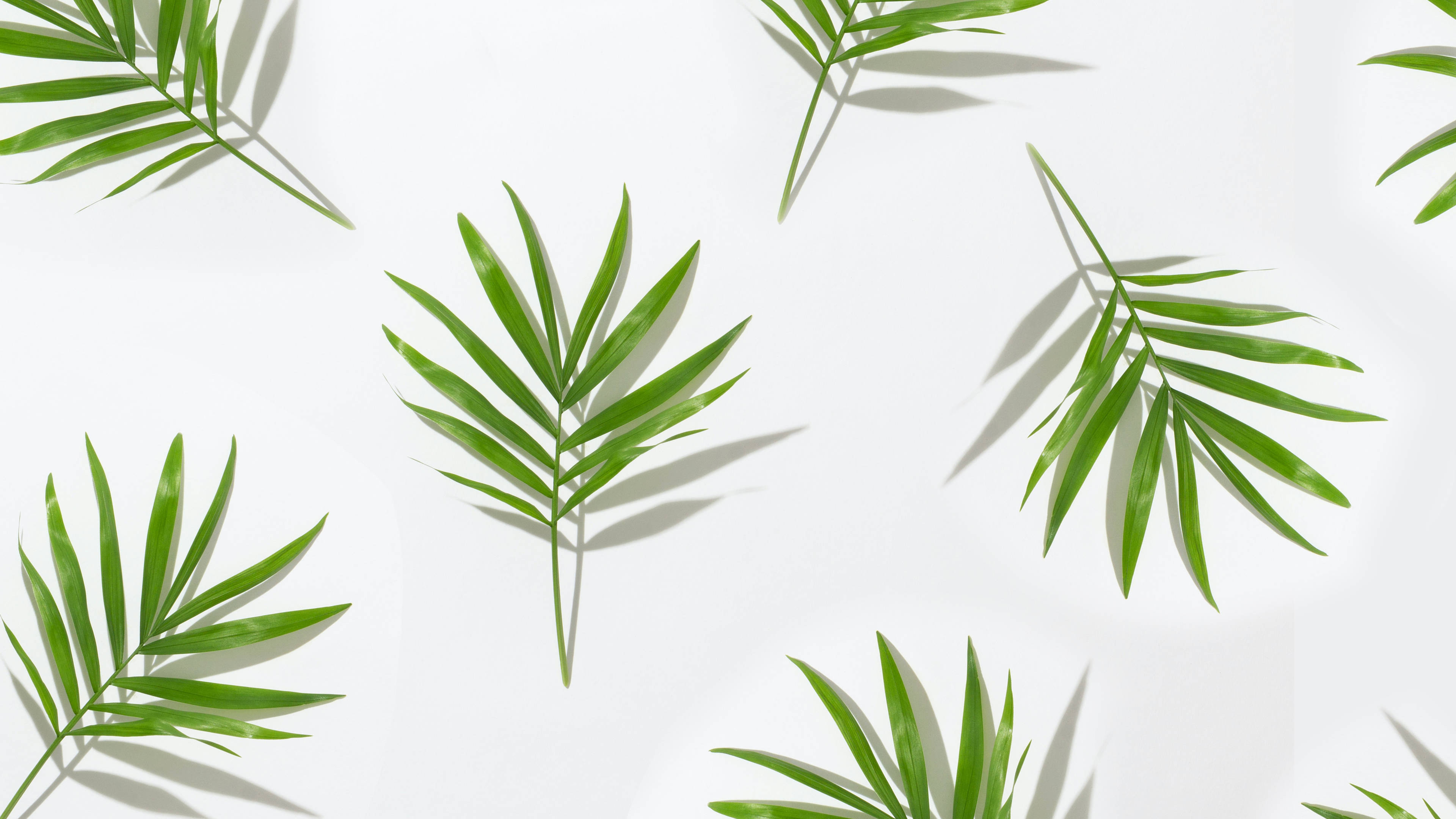 Tropical Minimalist Plant Leaf Pattern Wallpaper