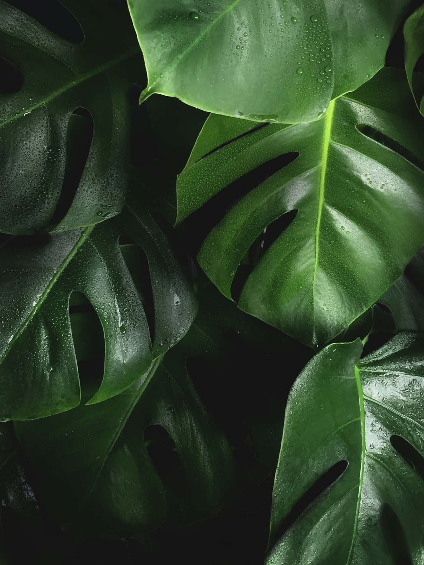 Tropical Monstera Leaves Dewdrops Wallpaper