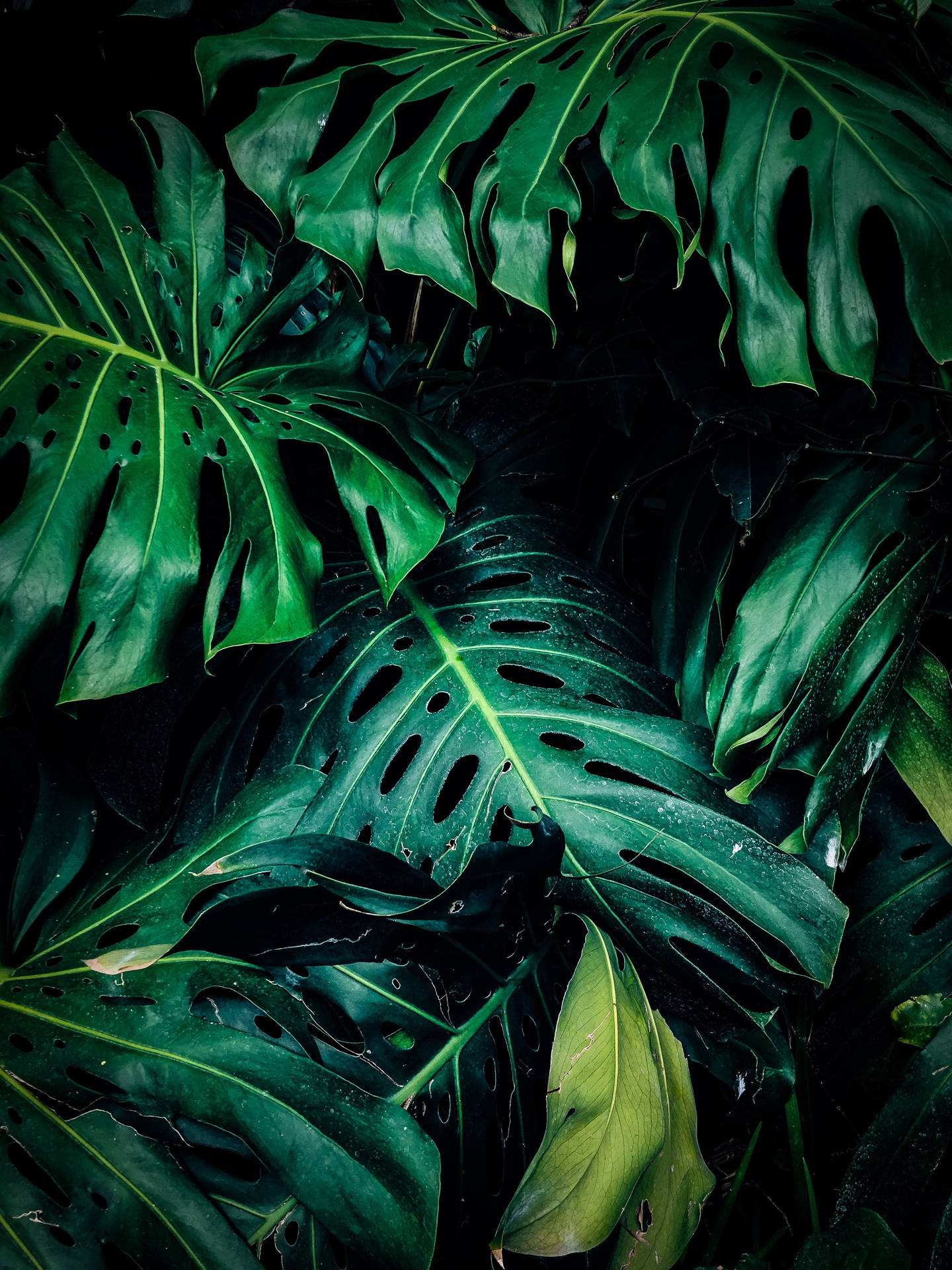Tropical Monstera Plant Aesthetic Wallpaper
