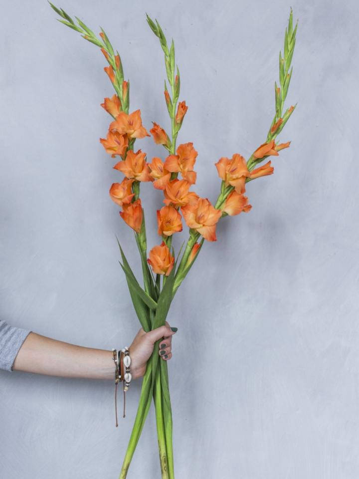 Tropical Orange Gladiolus Flowers Wallpaper