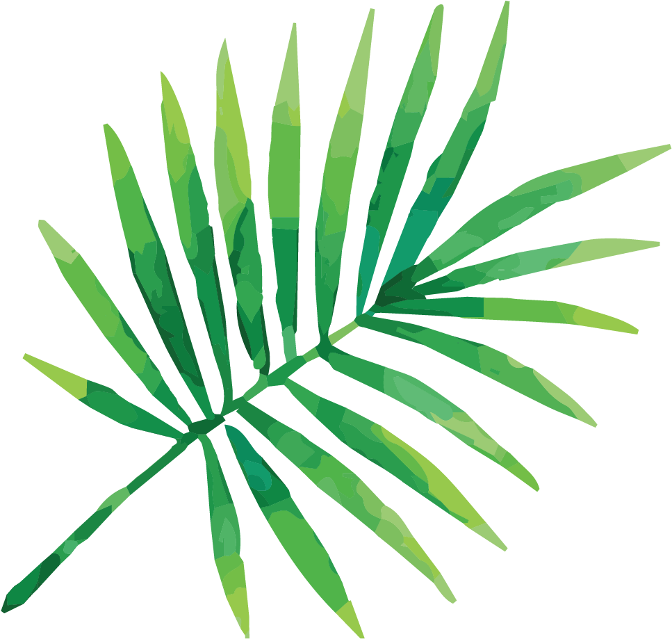 Tropical Palm Frond Illustration PNG