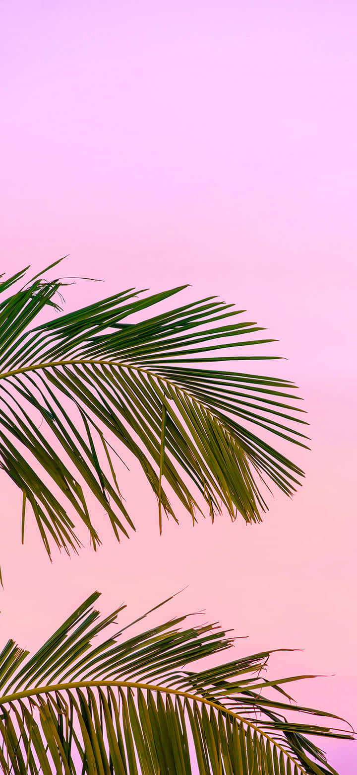 Tropical Palm Frond Pink Sky Background Wallpaper