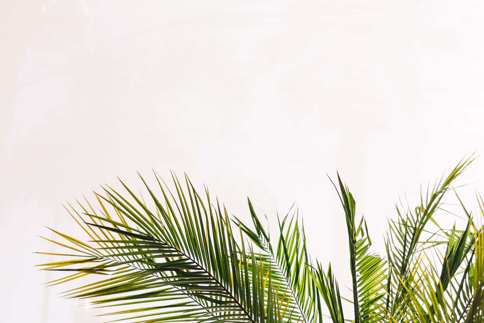 Tropical Palm Fronds Against White Background.jpg Wallpaper