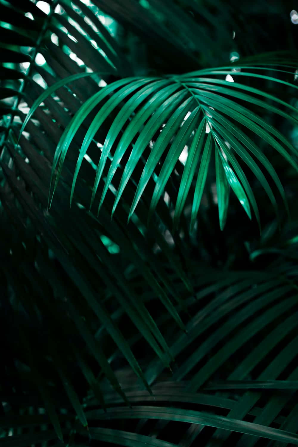 Tropical Palm Fronds Dark Green Tones.jpg Wallpaper