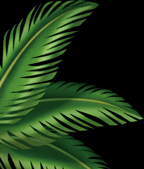Tropical Palm Fronds Shadow PNG