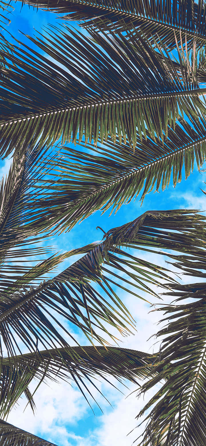 Tropical_ Palm_ Fronds_ Sky_ View.jpg Wallpaper
