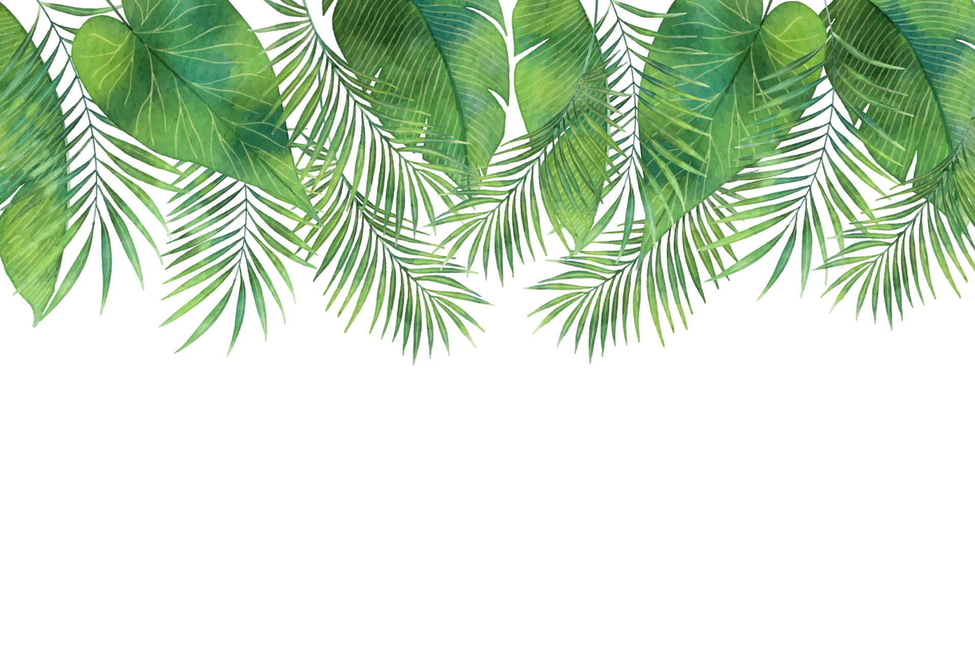 Tropical Palm Fronds White Background Wallpaper