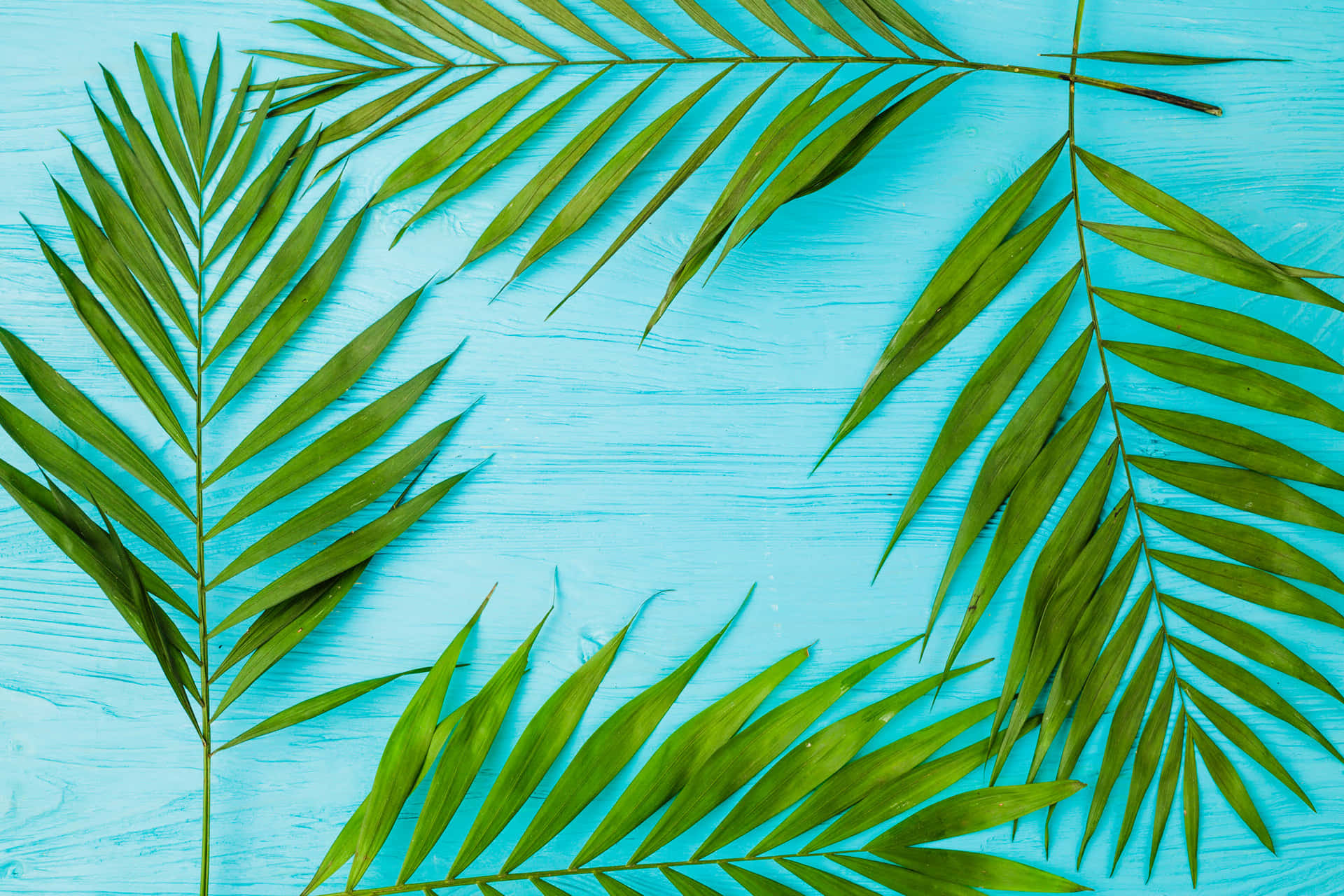 Tropical Palm Frondson Blue Background Wallpaper