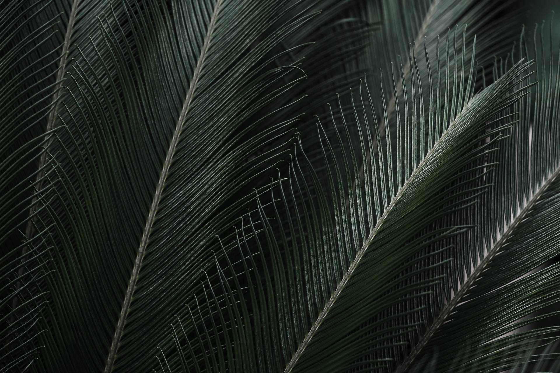 Tropical Palm Green Leaves Wallpaper