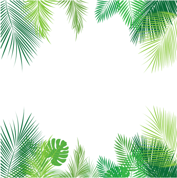 Tropical Palm Leaves Frame PNG