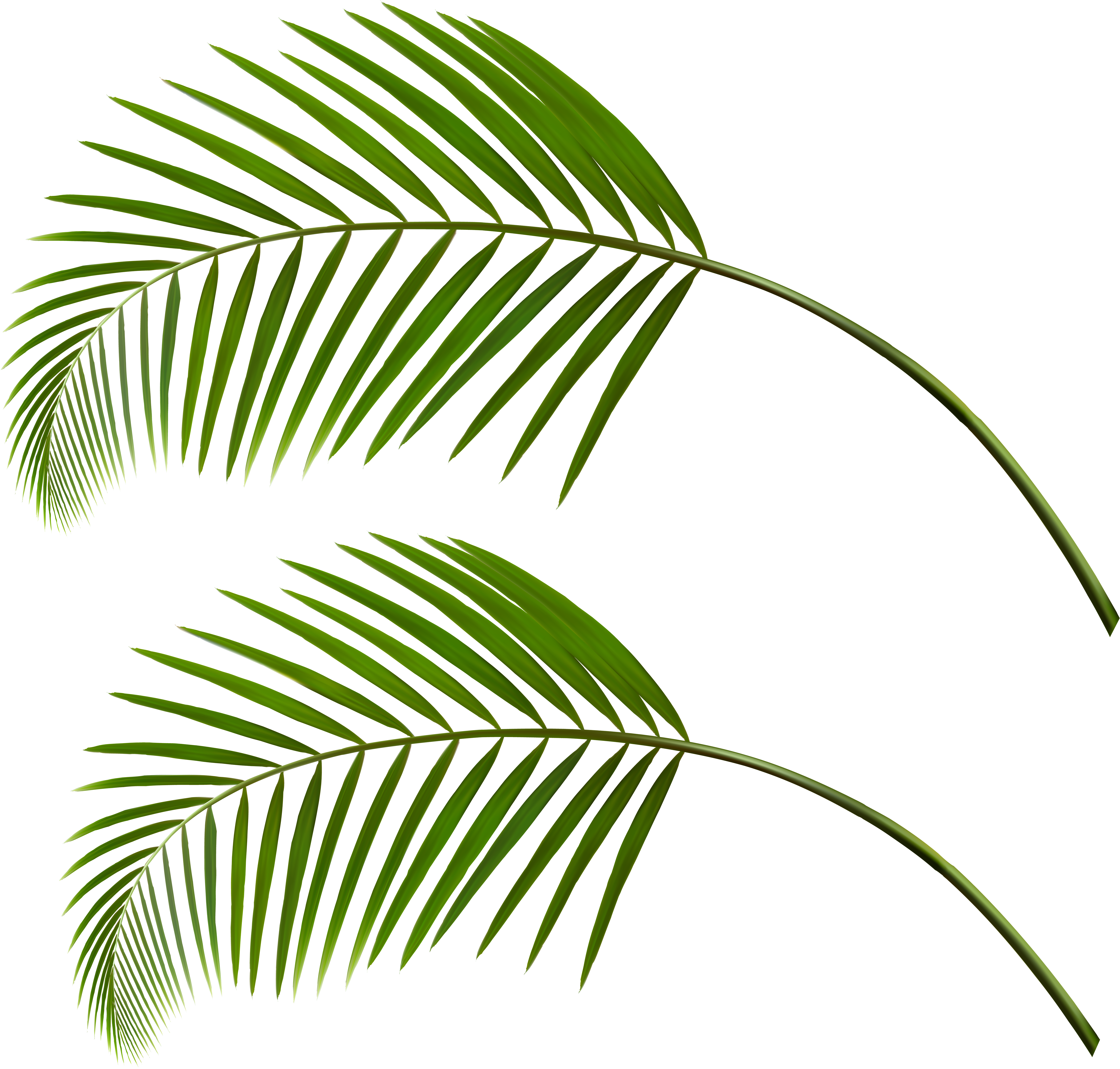 Tropical Palm Leaves Gray Background PNG