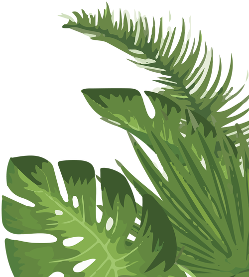 Tropical Palm Leaves Illustration PNG
